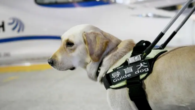 导盲犬哪里不能进 导盲犬哪里不能进