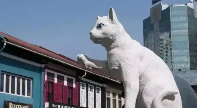 “圣猫”礼遇,博黛出品。 “圣猫”礼遇,博黛出品。