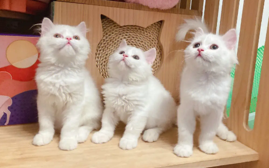东北的猫都卖到了哪里 东北的猫都卖到了哪里