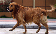 淘汰的导盲犬领养吗