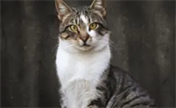 狸花白肚子是啥猫