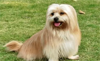 拉萨犬聪明吗