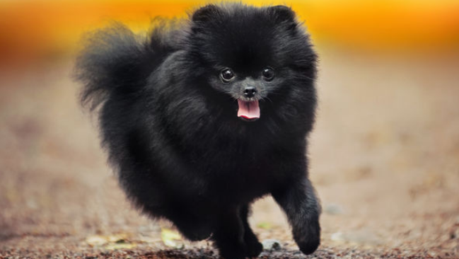 波美拉尼亚犬多少钱一只幼犬 波美拉尼亚犬多少钱一只幼犬