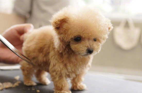 迷你贵宾犬多少钱一只