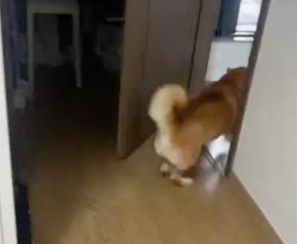 主人让柴犬不洗脚就上床试试，它去客厅跑了一圈又跳上床：揍我啊