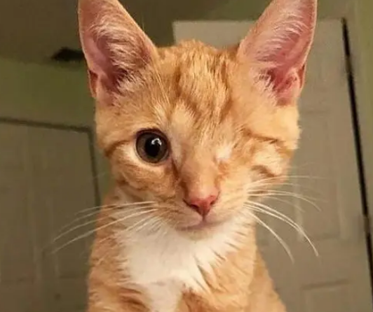 “死猫堆”中发现两只猫，小橘猫因病失去一只眼睛，却找到了幸福