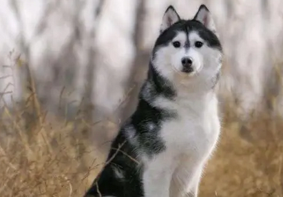 二哈学名叫什么犬