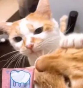 塑料姐妹情？橘猫和姐姐好的如胶似漆，面对食物“六亲不认”