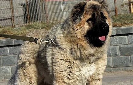 高加索猎狼犬是什么品种 高加索猎狼犬是什么品种