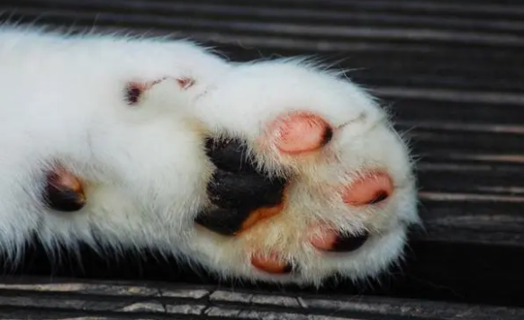 猫有几个爪子