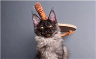 很霸气的猫叫什么