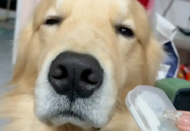 主人一质问狗狗谁咬坏的东西,它就开始眯起眼睛装睡!狗:困了! 主人一质问狗狗谁咬坏的东西,它就开始眯起眼睛装睡!狗:困了!