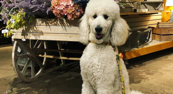 巨贵犬和贵宾犬一样吗