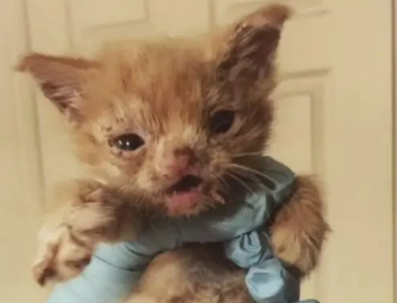 残缺小猫被人抛弃,有“一身病”却拼命活着,精神感动新主人 残缺小猫被人抛弃,有“一身病”却拼命活着,精神感动新主人