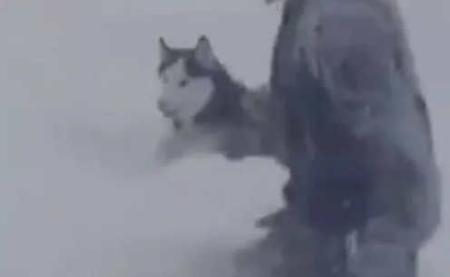 哈士奇发现主人倒在雪地后,立马飞奔过来救援,被感动到了 哈士奇发现主人倒在雪地后,立马飞奔过来救援,被感动到了