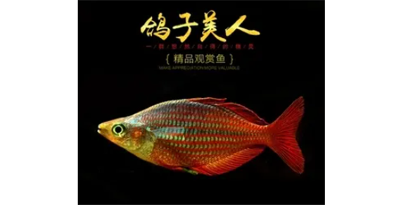 鸽子美人球鱼能长多大