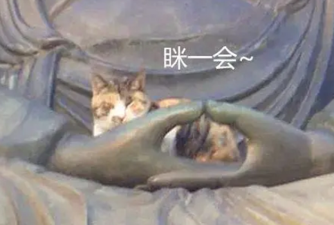 远远看到佛像手里有东西,走近一看笑喷,这猫有佛缘 远远看到佛像手里有东西,走近一看笑喷,这猫有佛缘