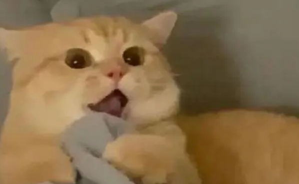 猫:你拉我干啥,放手,女主人:你起来!这是我老公! 猫:你拉我干啥,放手,女主人:你起来!这是我老公!