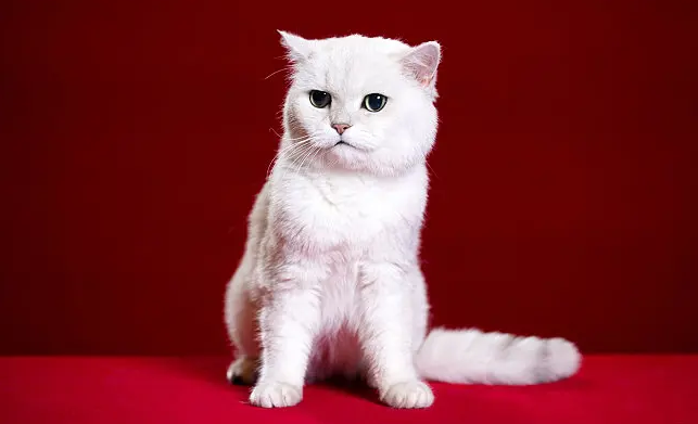卡拉猫包包质量好不好