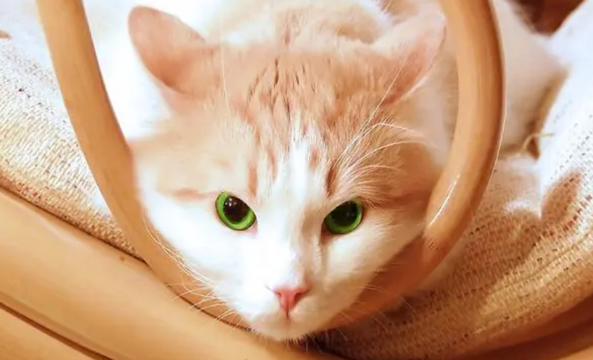 悬赏猫真的能赚钱吗?安全吗
