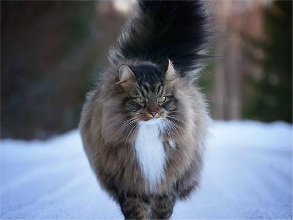 很霸道的猫是什么品种 很霸道的猫是什么品种