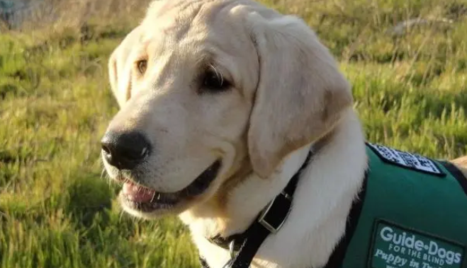 退役的导盲犬怎么办