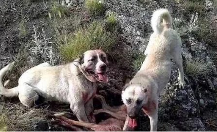 坎高犬和高狼犬谁厉害