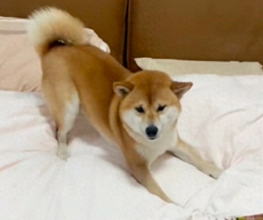 主人让柴犬不洗脚就上床试试，它去客厅跑了一圈又跳上床：揍我啊