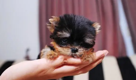 茶杯犬为什么长不大 茶杯犬为什么长不大