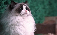 世界十大名贵猫
