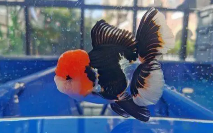 泰狮喜欢急水还是静水