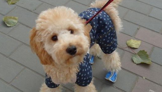 黄金贵宾犬价格多少钱一只