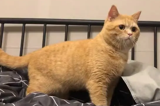 品相极高的橘猫