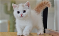粘人便宜的猫不长大