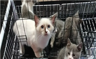 猫咪后院为什么会细思极恐