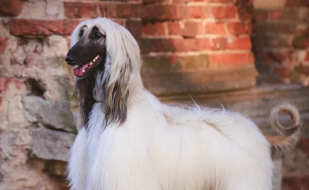 城市禁养的烈性犬：阿富汗猎犬