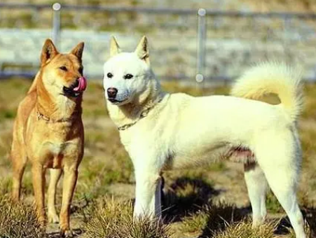珍岛犬培育是干什么用的