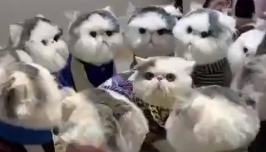 宠主做了一堆跟猫咪一模一样的玩偶,猫咪:感觉要被群殴 宠主做了一堆跟猫咪一模一样的玩偶,猫咪:感觉要被群殴