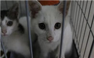 为什么说三个月不到是后院猫