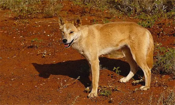 澳洲野犬可以家养吗 澳洲野犬可以家养吗