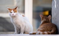 猫慢性应激引起的五大常见疾病