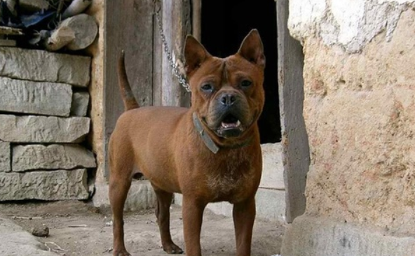 中国最强的犬种 中国最强的犬种