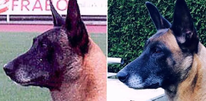 马犬的4大缺点,养之前请慎重考虑 马犬的4大缺点,养之前请慎重考虑
