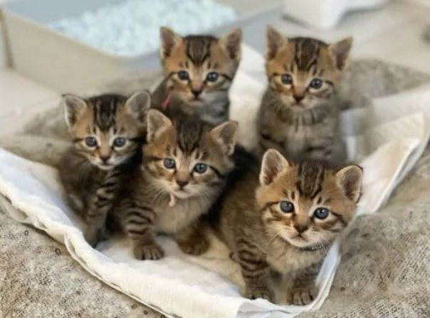 五只小奶猫竟神同步做出这一动作,萌化网友:五倍的可爱呀!_宠界新闻
