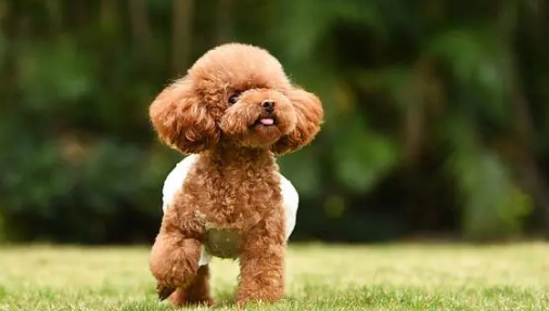 玩具贵宾犬的寿命多大