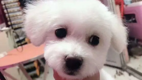 打扮一下还挺漂亮的嘛!比熊犬:我就是懒得弄! 打扮一下还挺漂亮的嘛!比熊犬:我就是懒得弄!