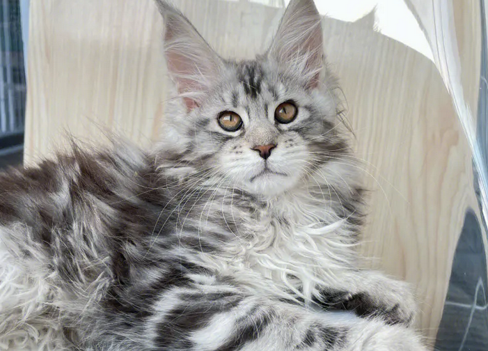 亚洲猫是宠物猫吗 亚洲猫是宠物猫吗