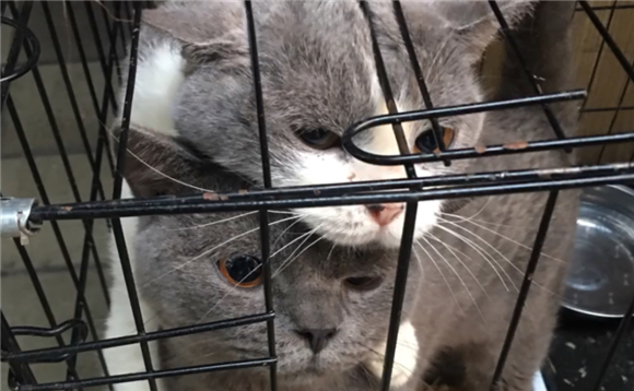 什么是后院猫舍