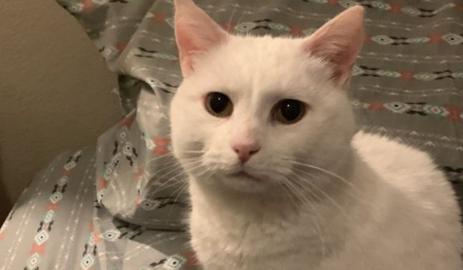 自从养了兔子后，家里的猫就不开心了，这张脸好委屈！