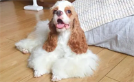 美国常见本土犬种